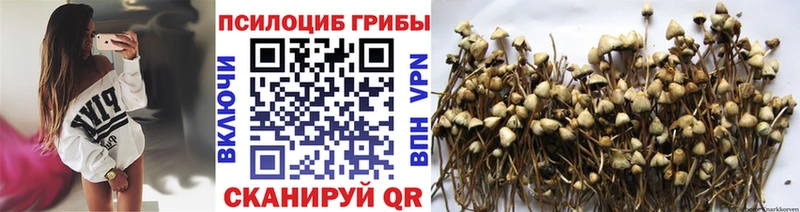 Галлюциногенные грибы Psilocybine cubensis Купить закладки Рубцовск
